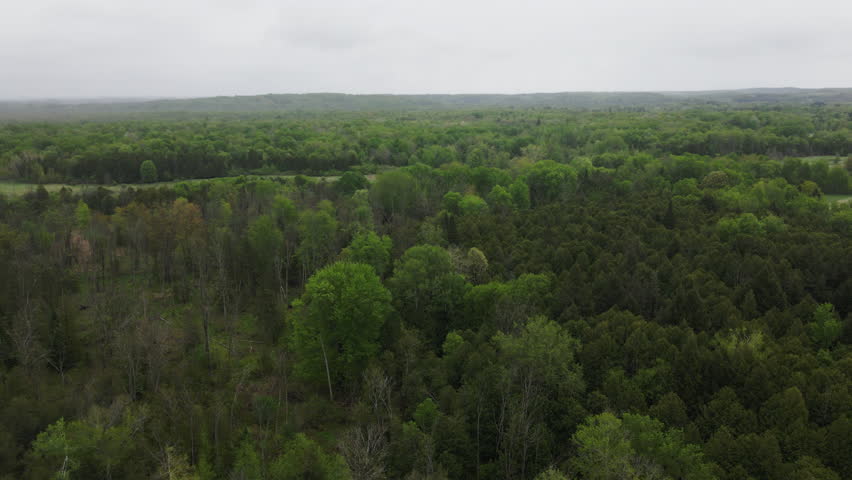 Panorama Of Coniferous Tree Forests Near Schomberg, Ontario, Canada. Aerial Wide Shot