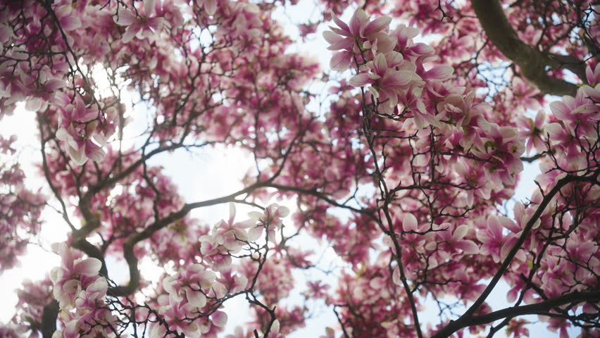 Looking Up At A Blossoming Yulan Magnolia Tree In Spring Season. Low Angle Shot