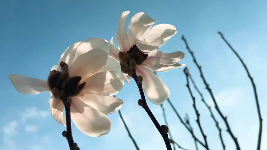 Large white magnolia flower sway in the light breeze against the blue sky.