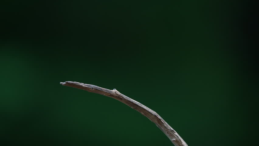 House finch flying and sitting on small branch
