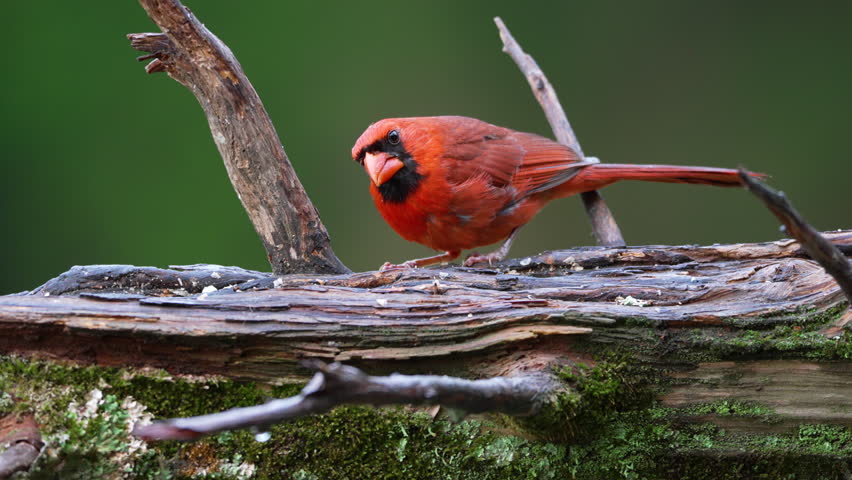 Male northern cardinal looking for food on fallen cedar log