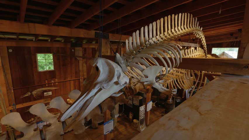 close up shot of a fin whale skeleton dispayed at the whale interpretive center in Telegraph cove on Vancouver Island, British Columbia, Canada