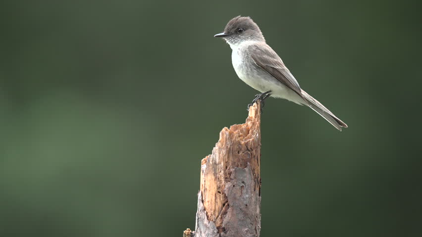 Carolina Chickadee perched on a branch, replaced by an incoming Eastern Phoebe, Mt. Gilead, North Carolina, US.