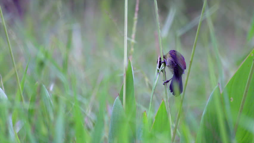 Marsh Unicoloured Blackbird tropical bird in reeds grass wetland lake tall grass South America