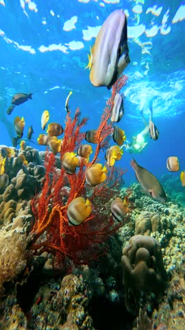 Underwater view of red gorgonia soft coral and schooling butterflyfish with a swimmer on the surface in Bali, Indonesia.