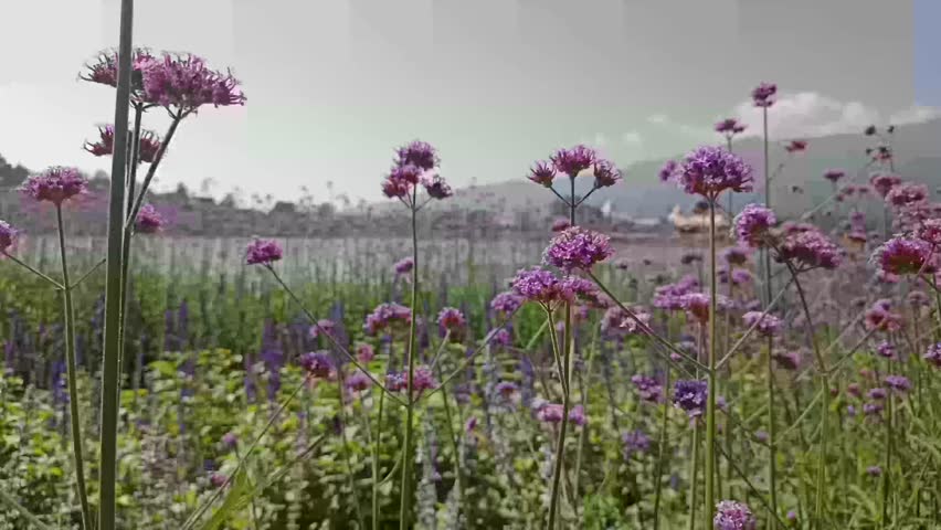 blooming purple verbena flower field in garden
