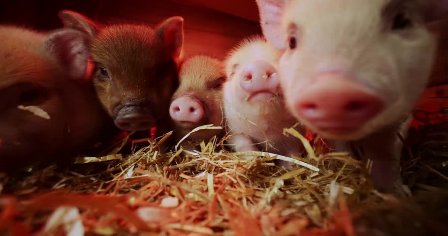 "Adorable Piglet and Mother Pig in a Natural Farm Setting — Heartwarming Footage of a Baby Pig Cuddling and Exploring Beside Its Parent, Showcasing Tender Mammal Bond in Rural Surroundings"