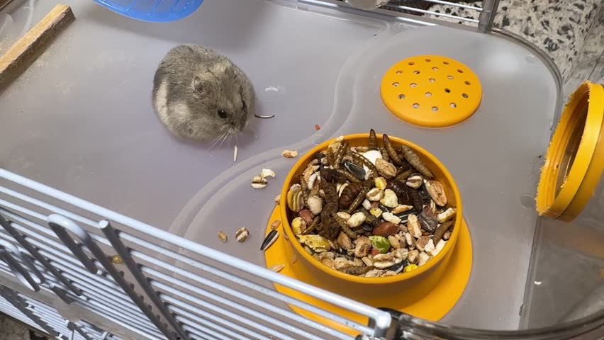 Rodent climbs into bowl filled with dry insects and grains and actively digs in search of goodies. Winter white dwarf hamster (Phodopus sungorus), also known as Russian dwarf or Djungarian hamster.