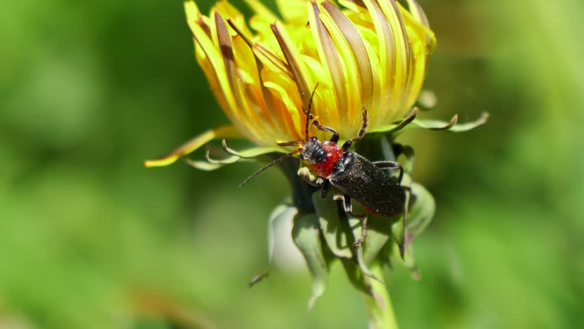 A closeup footage of a soldier beetle (Cantharis fusca) perching on a yellow flower in the garden on a sunny day, with blurred green background