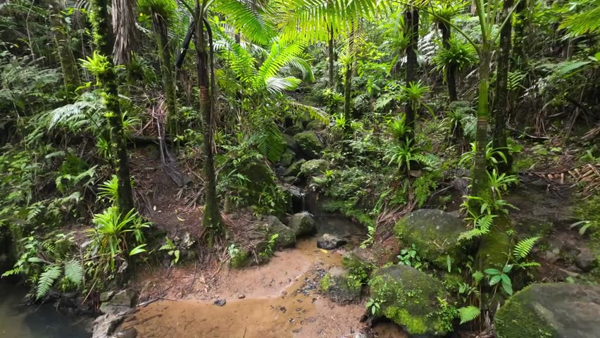 Still video of a small pond with stream surrounded by tropical plants at el Yunque Rainforest in Puerto Rico.