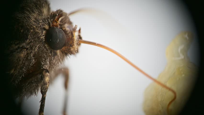 An extreme macro shot capturing a brown, fuzzy moth  eating banana, in sharp detail, showcasing its compound eyes, prominent antennae, and intricate wing patterns while it rests on a light surface.