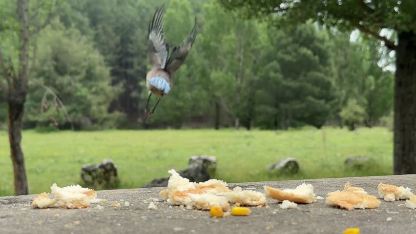 Close-up view of two colorful Iberian Magpies ( Cyanopica Cooki ) competing for bread crumbs outddors on a stone table with a blurred forest background.
