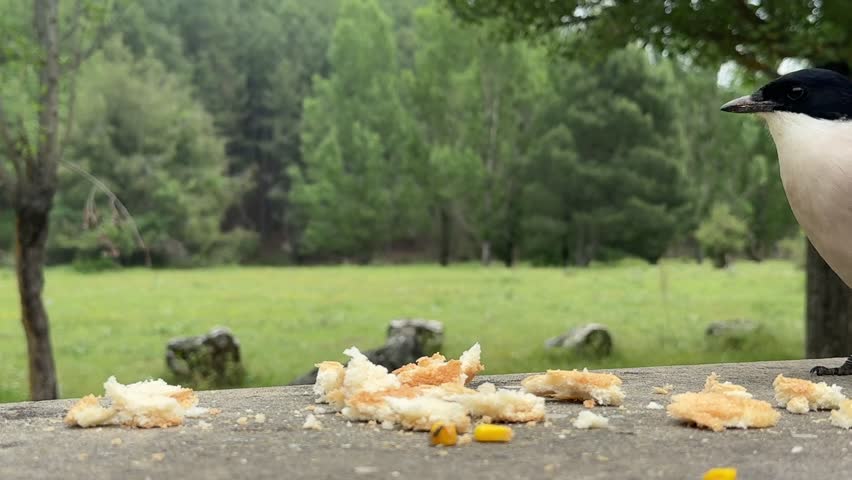 Close-up view of two Iberian Magpies (Cyanopica Cooki), eating bred crumbs on a stone table outdoors, with a blurred forest background.