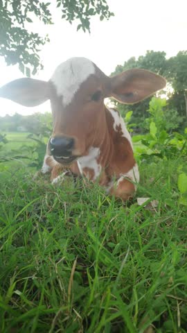 A cow cub eating green grass on a sunny afternoon sitting on a green grass field