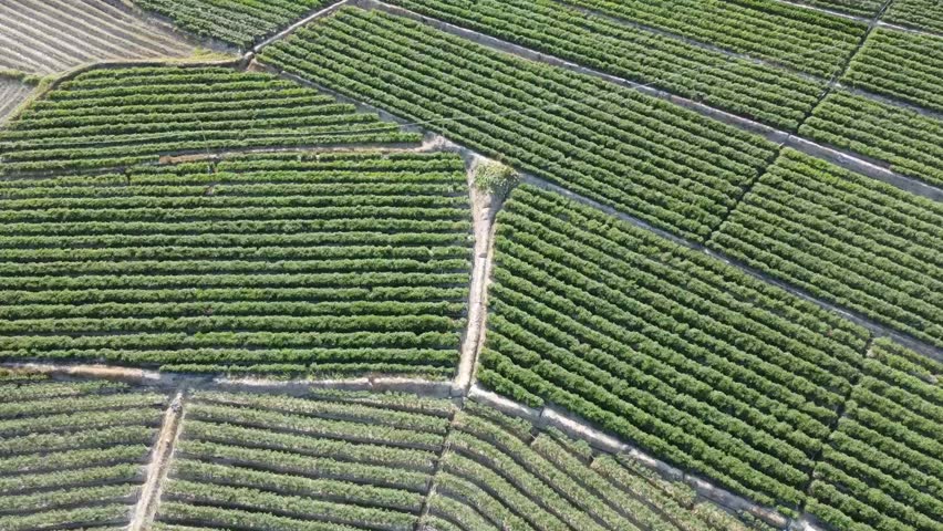 Aerial view of the rural Sanya rice paddy fields on Hainan Island in China 12