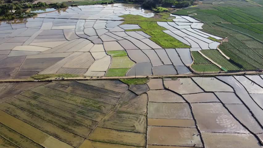 Aerial view of the rural Sanya rice paddy fields on Hainan Island in China 10