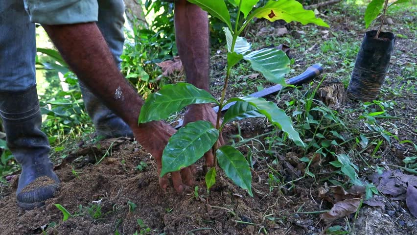 Carefully placing a coffee seedling into the earth, marking the start of a new crop cycle