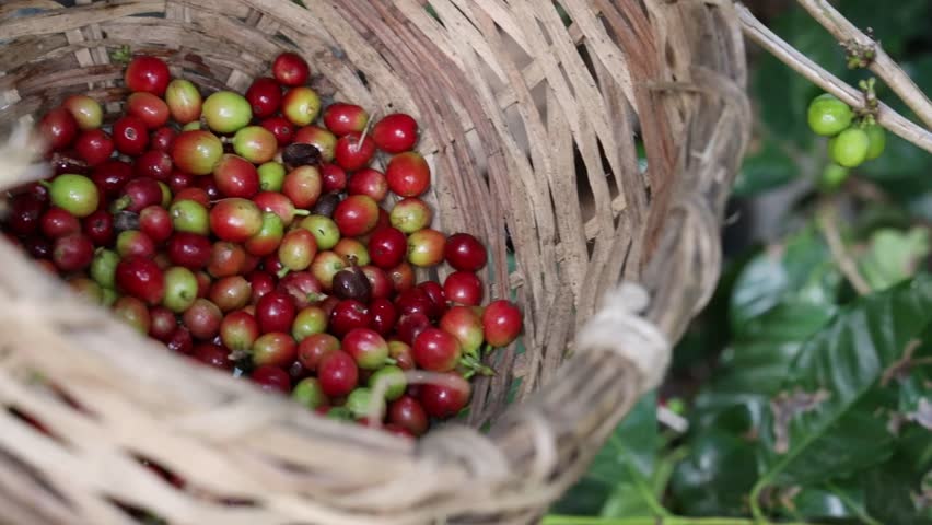 Freshly harvested coffee cherries collected in a woven basket during the early stages of coffee farming