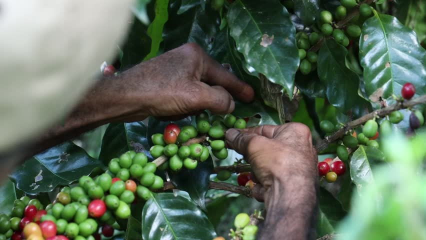 The Coffee bean harvesting in progress, showcasing ripe red cherries ready for processing