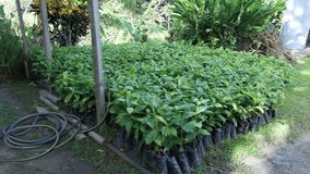 The young coffee seedlings thrive in nursery bags, preparing for their journey to the fields - Powered by Shutterstock - Get 15% off with code: PIKWIZARD15