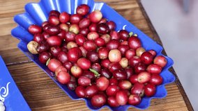 A close-up of ripe coffee cherries neatly arranged in a vibrant blue tray, ready for processing - Powered by Shutterstock - Get 15% off with code: PIKWIZARD15