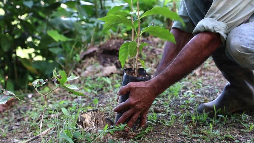 A worker Preparing the soil for planting a new coffee tree on a sustainable farm