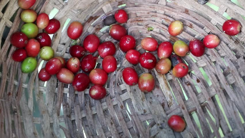 Handpicked coffee cherries rest in a woven basket, showcasing the vibrant colors of a fresh harvest