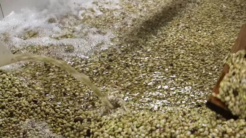 A close-up of peeled coffee beans being washed in production line equipment, ensuring cleanliness before roasting