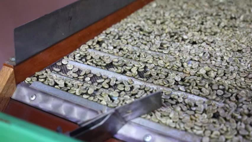 A detailed look at peeled coffee beans being filtered across metal equipment as part of the sorting process