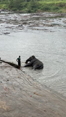 Elephants bathing together at Elephant Bathing Site in natural river setting
