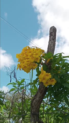yellow flowers, field of flowers, green, environment, design, ecosystem 