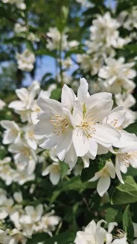 Dense cluster of Mock Orange blossoms, delicate white flowers with fragrant bright yellow stamens. Lush green leaves are interspersed among the profusion of bloom