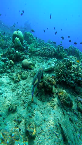 Large triggerfish swims over coral reef in clear blue water. Underwater in Bali, Indonesia.