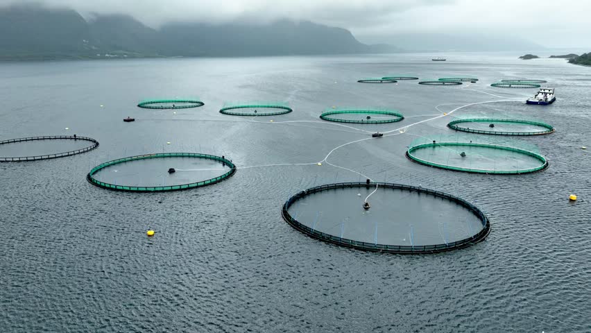 Aerial of a fish farm along the coast of Norway on an overcast day.