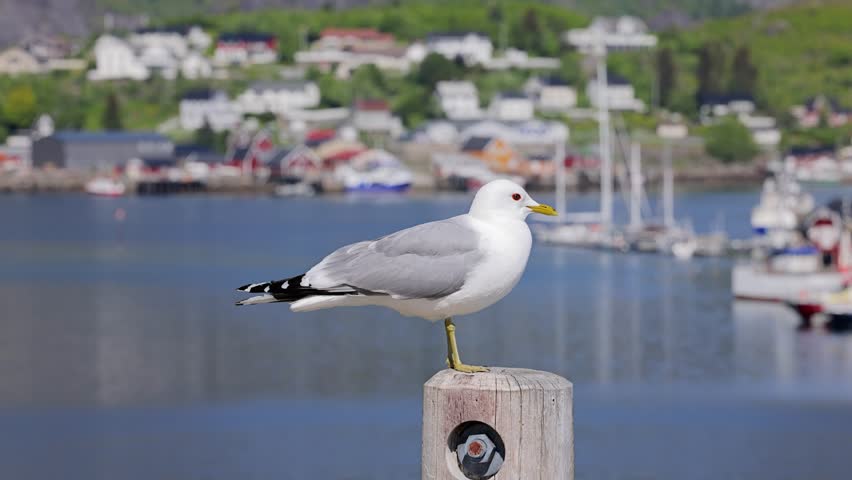 Seagull in front of the small town of Reine in the Lofoten Islands in Northern Norway.