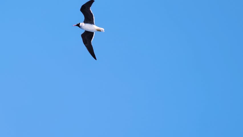 Black headed Seagulls dancing on breeze in clear bluev summer sky. Wildlife close up footage capturing the freedom of coastal bird flight, vertical zoom birdwatching for stories and nature reels