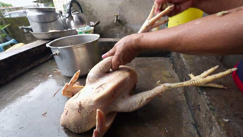 Experienced cook carefully cleaning freshly killed hen in metal pot, preparing traditional soup with precise culinary skill and expertise