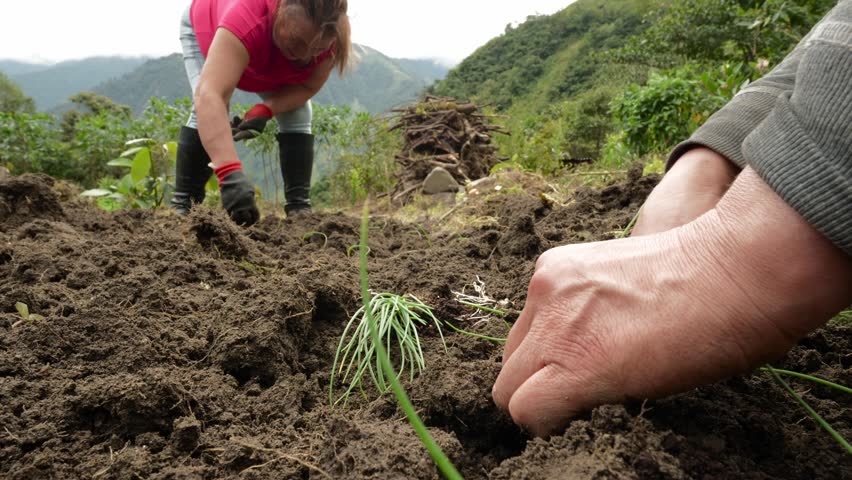 Experienced farmers carefully transplanting young onion seedlings into fertile hillside soil, showcasing sustainable agricultural practices in lush Andean landscape
