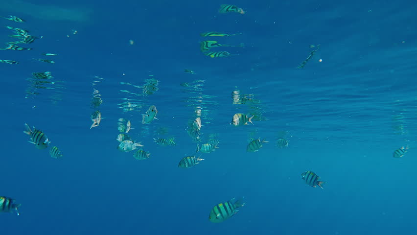 Close up of school of Indo-Pacific Five-banded Sergeant, Abudefduf vaigiensis swimming in the blue water and feeding beneath its surface and mirroring in it, under bright sunlight in a calm sea
