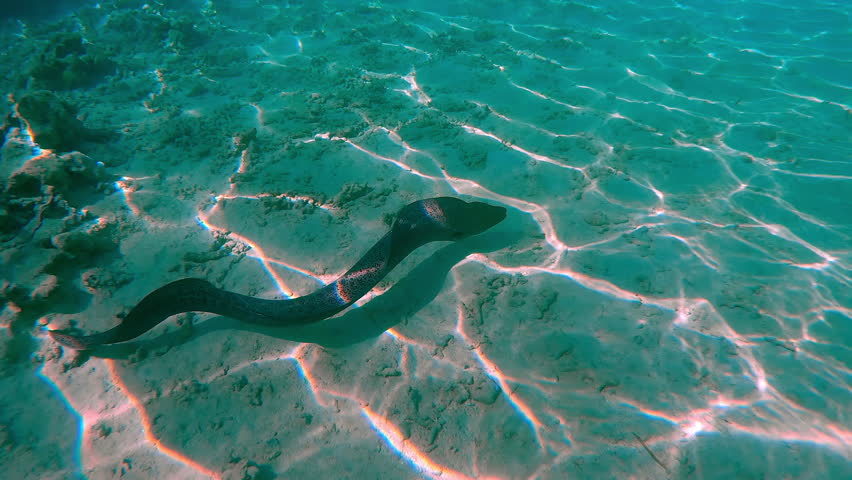Accompanying the Giant Moray Eel, Gymnothorax javanicus from the back, swims along the sand seabed with corals rubble, in bright sunshine at noon, with dance sun glare, Full body length