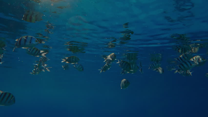 Silhouettes of Indo-Pacific Sergeant Fish, Abudefduf vaigiensis, feeding below the surface of the water, reflected in the water under bright sunlight, Backlighting