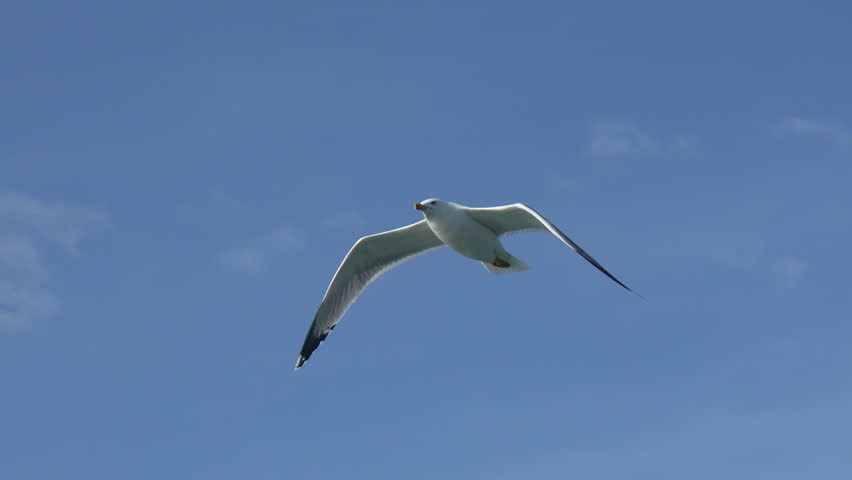 Seagull Flight Coastal Sky: Bird soaring daytime clear blue sky coastal area.