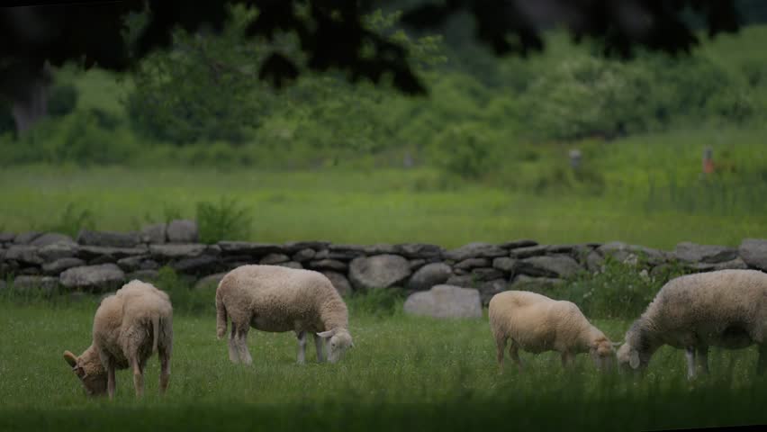 Sheep graze in a classic green meadow with stone fences and lush trees.  Sheep walking in barnyard eating.