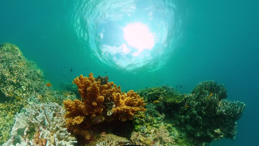 Colorful tropical fish and corals. Underwater world landscape scenery.
