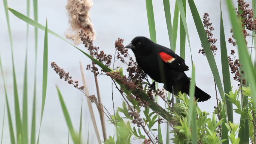Red-winged blackbird sitting on cattail turns then flies away