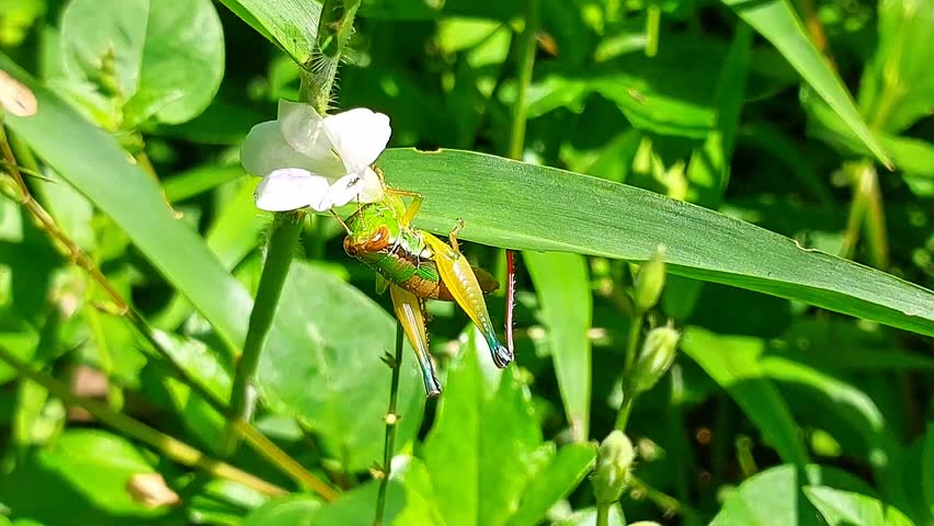 Green grasshopper perched on leaves and white flowers during the day close up
