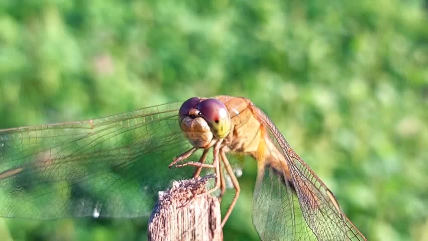 Yellow dragonfly perched on a log during the day at close range