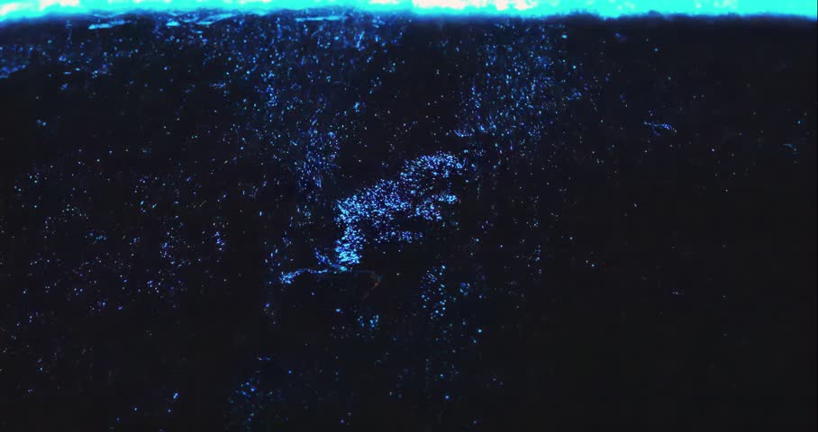 Blue tears Noctiluca scintillans. Photographed in Matsu, Taiwan