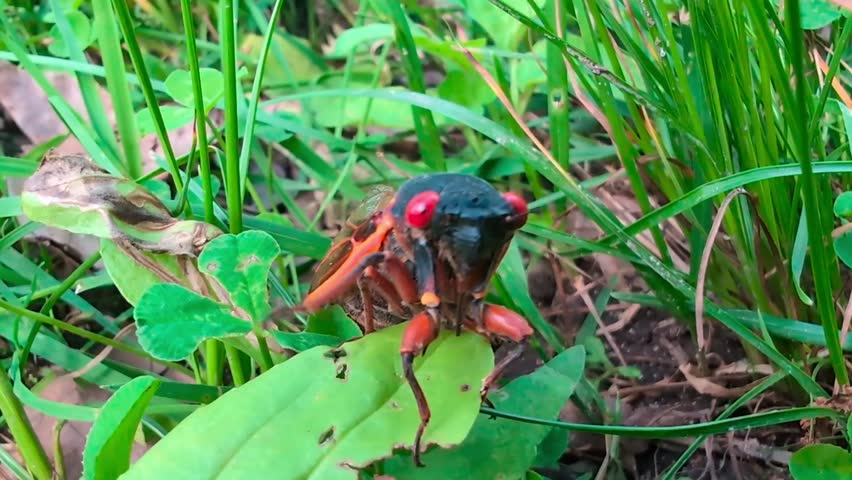A 17-year Cicada moving hurriedly through a field in Winnebago County Illinois