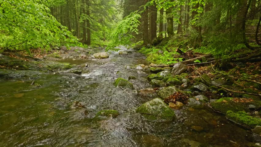 Smooth Slow Motion Flight Through Fresh Green Spring Forest over a Small River. Smooth Camera Flight. Rainy Weather. Footage in European Leaves Tree Forest. Realistic Ambient Sounds.